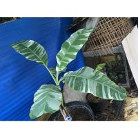 ราคา กล้วยด่างฟลอริด้าต้นแม่พันธุ์4ตาหน่อ (8875387939)