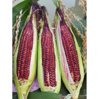 ราคา [10เเถม1คละได้] เมล็ดพันธุ์ ข้าวโพดหวานม่วง ทับทิมสยาม ข้าวโพดนมสดม่วง ข้าวโพดอัญชัน ทานดิบได้ มีคู่มือปลูก (24726725346)