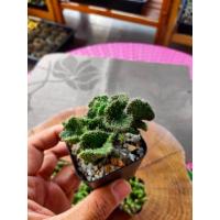 ราคา เจดีย์ 300 ยอดคริสแคคตัส Cactus Opuntia Monacantha (Sam Roi Yot) (5017559375)
