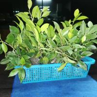 ราคา ต้นไทรเกาหลีกิ่งตอนสูง20-30ซม./30-40ซม. (43512883591)