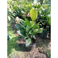 ราคา ต้นไข่มุกอันดามันเป็นไม้ฟอกอากาศไม้ดอกไม้ประดับที่มีดอกสวยงามสีชมพูคล้ายไข่มุกความสูงของต้นพันธุ์ 35-45 ซม. (42402086438)