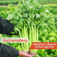 ราคา เมล็ดพันธ์ุขึ้นฉ่ายยักษ์ ขึ้นฉ่ายฝรั่ง บรรจุ 5g (27871715913)
