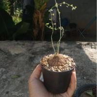 ราคา บัวบก (Stephania pierrei Diels) ขนาดเทียบกับไข่ไก่ ขนาด 15 ซม ส่งพร้อมกระถาง 6 นิ้ว (7565919263)