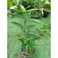 ราคา ไม้แหย่แย้ หรือไม้พญาแหย่แย้ไม้มงคลเสริมดวงเรียกทรัพย์เมตตามหานิยม (9484647676)