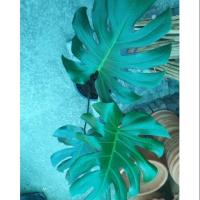 ราคา มอนสเตอร่า ไม้ฟอกอากาศ Monstera (2193342232)