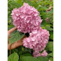 ราคา ต้นไฮเดรนเยียชมพู กระถาง10นิ้ว (27834061009)