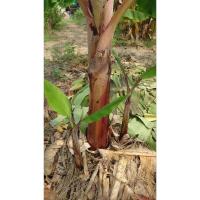 ราคา หน่อกล้วยนาก กล้วยมงคล (29731952632)