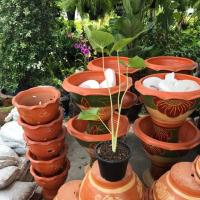 ราคา ต้นว่านเสน่ห์จันทร์ขาว (2196848984)