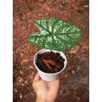 ราคา อิเหนา(บอนสีอิเหนาเขียว) ได้สินค้าตามภาพ (11456369671)