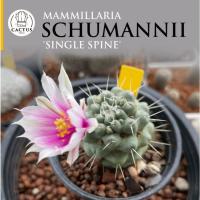ราคา Mammillaria schumannii 'single spine'แมมชูแมนหนามเดี่ยวดอกผักบุ้ง ไม้เพาะเมล็ด (53150684965)