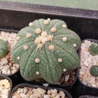 ราคา แอสโตรไฟตัม แคคตัสแอสโตไฟตัม (21666973039)