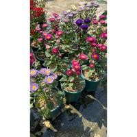 ราคา แอสเตอร์ ไม้ดอกลักษณะคล้ายดอกเบญจมาศ แต่มีขนาดดอกเล็กกว่า ทนแดด (21871365183)