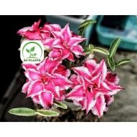 ราคา ต้นชวนชม ชวนชมดอกซ้อน ชวนชมดอกกุหลาบ ไม้มงคล ขนาดกระถาง 6 นิ้ว #KC009 (21695132055)