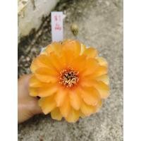 ราคา แคคตัสสายพันธ์โลบิเวีย (41165428060)