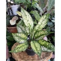 ราคา ต้นเพชรน้ำหนึ่ง (Aglaonema) (9773464635)