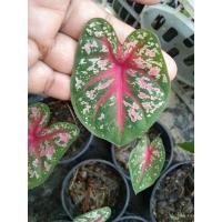 ราคา บอนสี เดนมาร์ก แดงวัว สาวน้อยประแป้ง (15900826394)