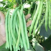 ราคา (10SEEDS) เมล็ดถั่วสี่ฤดู สีเขียว French Bean Seeds เมล็ดถั่วแขก เมล็ดพันธุ์ถั่วแขก เมล็ดผักสวนครัว เมล็ดพันธุ์ผัก (40525490172)