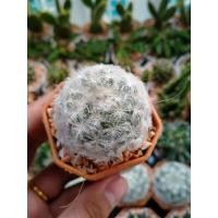 ราคา ขนนกขาว กระบองเพชรขนนกขาว (14872990135)