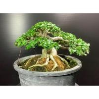 ราคา บอนไซเพรมน่าใต้หวัน✅พร้อมส่ง✅สินค้าตามรูป (29791992471)