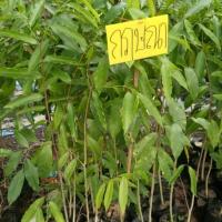 ราคา ต้นหอมกฤษณา(สูง40-50 ซม.)ชุด4ต้น (10308183345)