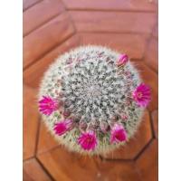 ราคา แมมแม่เฒ่า หรือแมมฮาเนียน่า (Mammillaria Hahniana)Small size (7249749210)
