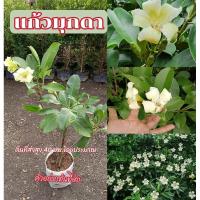 ราคา (รับ1ต้น)(กิ่งปักชำ) ดอกแก้วมุกดา ป้าจีน (26256872750)