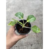 ราคา ต้นเสน่ห์จันทร์ขาว กระถาง 3 นิ้ว (17052623306)