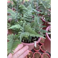 ราคา เฟิร์นขากระต่าย เฟิร์นนาคราช กระถาง 8 นิ้ว + ลวดแขวน (7555875809)