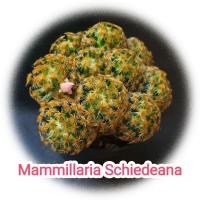 ราคา แมมขนนกเหลือง Mammillaria schiedeanaแคคตัส ไม้เมล็ด (22637981002)