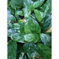 ราคา ต้นคล้ากาเหว่าเขียวหยกมรกต / ไม้มงคลเหนี่ยวทรัพย์ (ขายเป็นต้น) (11468778342)