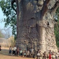 ราคา 7-8เมล็ด ต้นไม้ยักษ์ เบาบับดิจิทาทา (5731790053)