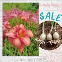 ราคา บัวดิน Beauty Mystic บัวดินกลีบซ้อน บัวดินสีชมพู เลี้ยงง่าย (11947484734)