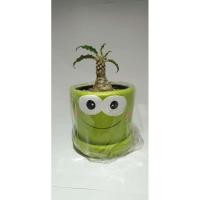 ราคา มะพร้าวทะเลทราย ดอสทีเนีย ไม้แคระ ไม้จิ๋ว วงศ์ขนุน กระบองเพชร ไม้อวบน้ำ succulent (5268995928)