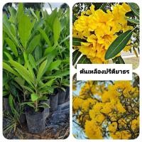 ราคา ต้นเหลืองปรีดียาธร เหลืองปรีดียาธร (42711348164)