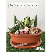 ราคา [[ต้นไม้จริง]]สวนถาดไม้มงคล ต้นลิ้นมังกรแคระ + ว่านงาช้าง**ต้นไม้คัดฟอร์มสวยทุกต้น** (8147518133)