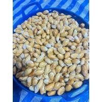 ราคา เมล็ดพันธุ์ทุเรียนป่า เมล็ดพันธุ์ดี แข็งแรง ทนทาน อัตราการงอกดี เหมาะสำหรับเป็นต้นตอ เสียบยอดพันธุ์ดี ของแท้ 100% (41453776350)