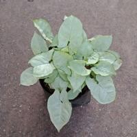 ราคา F260 ต้นออมเงินแคระ ต้นไม้มงคล ช่วยเก็บเงินเก็บทอง กระถาง 3/6นิ้ว (4151140892)