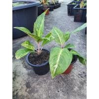 ราคา บัลลังก์เงิน ต้นไม้ฟอกอากาศไม้มงคล บัลลังเงิน (10459616499)