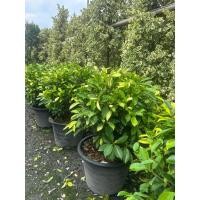 ราคา ต้น ไทรยอดทอง ขนาด15 นิ้ว (43773629085)