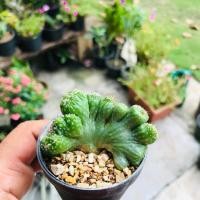 ราคา แคคตัสหยกนำโชคเป็นต้นมงคล (7939071766)