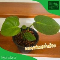 ราคา มอนสเตอร่าด่าง มอนไจแอนท์ด่าง (ไม่ต้องลุ้น) เพาะเมล็ด monstera ไม้ฟอกอากาศ (10441571321)