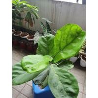 ราคา ไทรใบสักแคระ ไม้ประดับฟอกอากาศ (17925841467)