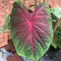 ราคา ช้างเผือกใบบัว บอนสี ส่งพร้อมกระถาง (13418574669)