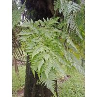 ราคา เฟิร์นนาคราช ต้นพันธุ์เฟิร์นนาคราช ต้นสด มัดละ5 กิ่ง ไม้ฟอกอากาศ ตกแต่งสวนหย่อมในบ้าน สวน น้ำตก (11543961182)