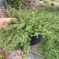 ราคา เลมอนไทม์ (Lemon Thyme) ส่งแบบ กระถาง 8นิ้ว สมุนไพรฝรั่ง กลิ่นหอม ดีต่อสุขภาพ (Herb) (28580116748)