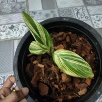 ราคา ข่าด่างเหลืองด่างแท้ๆลายสวยๆเลยค่ะ (11823786066)