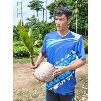 ราคา ต้นพันธุ์มะพร้าวแกง มะพร้าวชุมพร ลูกใหญ่ เนื้อหนา ต้นเตี้ย ปลูกง่าย ออกลูกไว เหมาะแก่การปลูก (43904340151)