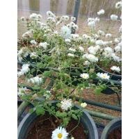 ราคา ต้นพันธุ์ เก็กฮวย พร้อมปลูกในถุงดำ 29 บาท ดอกสวย ทำชาได้ เป็นสมุนไพร (28324944472)