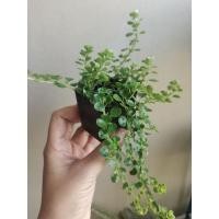 ราคา ต้นเศรษฐีสร้อยทอง สร้อยเงินสร้อยทอง ส่งพร้อมกระถาง 2 นิ้ว (16863725213)