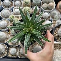 ราคา อะกาเว่ Agave อากาเว่ (20466357763)